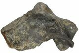 Hadrosaur (Hypacrosaur) Dorsal Vertebra With Stand -Montana #134544-6